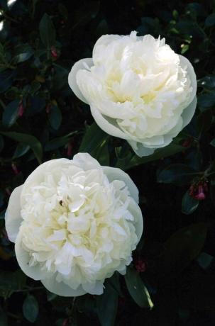 Paeonia lactiflora - Herzogin de Nemours