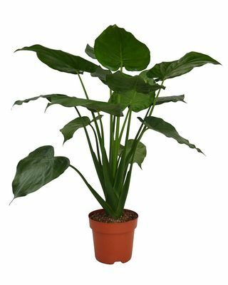 Alocasia Cuculata Zimmerpflanze