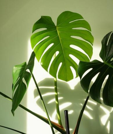 schweizer käsepflanze monstera deliciosa zimmerpflanze