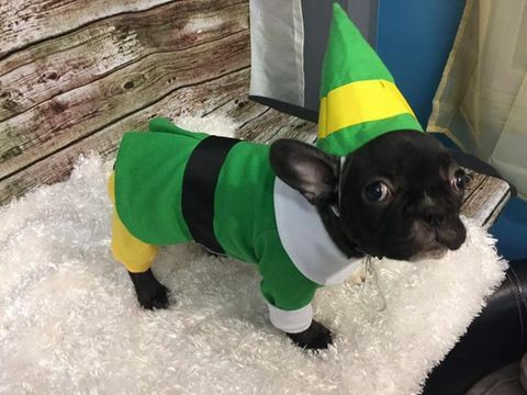 Bud the Elf, Bud the Elf Hundeausstattung, Weihnachtshundeausstattung