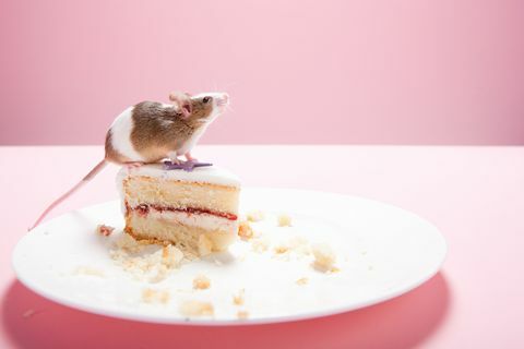 Maus und Stück Kuchen auf Teller