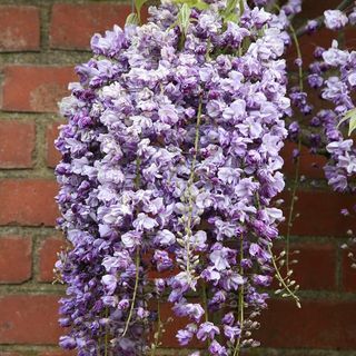 Wisteria floribunda 'Yae-kokuryu'