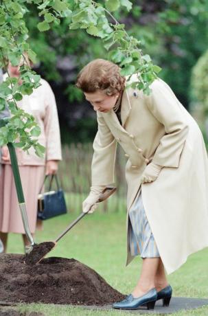 die queen pflanzt einen baum auf der chelsea flower show im mai 1988