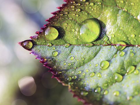 Wasser auf Rosenblatt: Schließen Sie herauf Bild von den Wassertropfen, die auf dem grünen und purpurroten Blatt eines Rosenbusches sitzen.