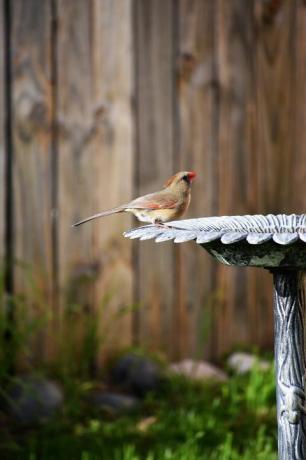 Nordkardinal im Vogelbad