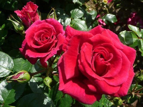 'Lovestruck' (Dicommatac) - bei der RHS Hampton Court Palace Flower Show zur Rose des Jahres 2018 gekürt