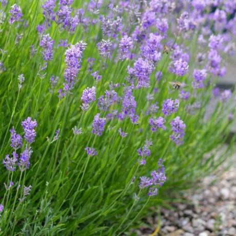 stock photo von nah wachsenden wachsenden blassen lila lila Lavendelblumen mit unscharfem Blumenhintergrund im Sommer, blühendes Englisch und französische Lavendel mehrjährige Sträucher, die im sonnigen Garten in voller Sonne wachsen, Lavandula-Sorte augustifolia officinalis mit Honig Bienen