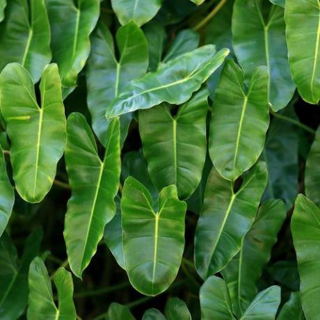 große Gruppe von Blättern einer Philodendronpflanze üppig und grün