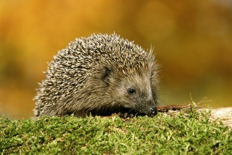 Igel erinaceus europaeus im Freien, Nahaufnahme