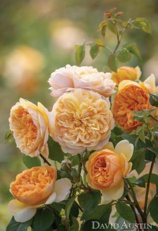 Bring mir Sonnenrose, David Austin Roses