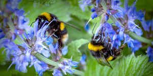 Hummeln, die um eine salvia Anlage in einem Oldham Garten summen.