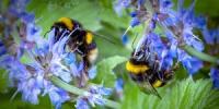 Wie wir die Menschheit mit Zucker-Wasser-Mix retten können - Save the Bees