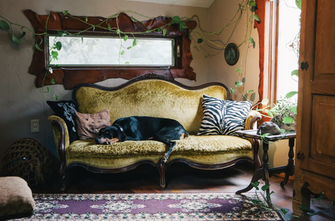 Der 9-jährige Dobermann versengt sich auf der Couch im gruseligen Herrenhaus Airbnb