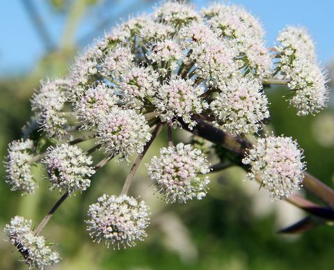 Valeriana officinalis 