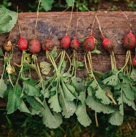 Gepflückte Radieschen, Gartenarbeit im Freien