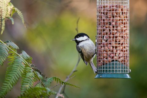 Nahaufnahme der britischen Kohlmeise einziehend auf Erdnüssen in der Vogelzufuhr