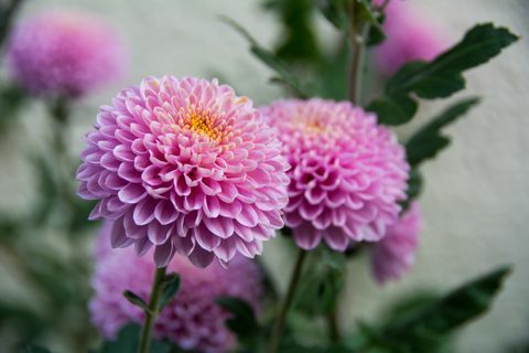 Heftige Chrysanthemenblume