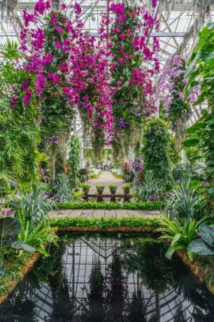 die Orchideenschau. jeff leathams kaleidoskop new york botanischer garten bronx