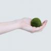 Der Marimo Moss Ball wird als "Next Pet Rock" bezeichnet