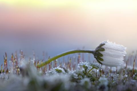 Frostiges Gänseblümchen