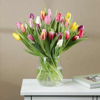 Die Frühlings-gemischten Tulpen