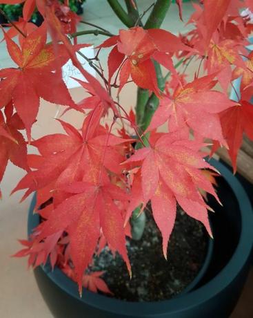 Acer Palmatum oder glatter japanischer Ahorn in einem Topf wachsen