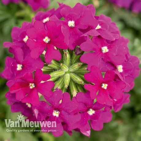 Eisenkraut 'Vectura® Purple'