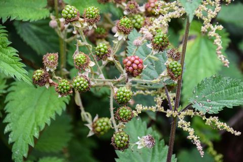 Nahaufnahme von den Beeren, die im Garten wachsen