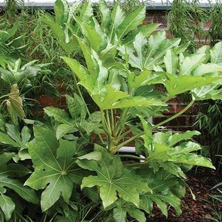 Fatsia japonica - Japanische Aralia