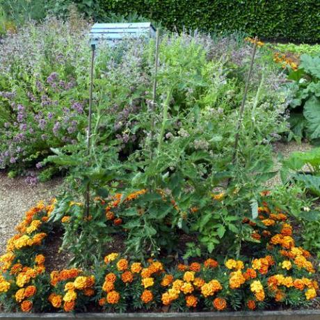 Begleiter beim Pflanzen von Ringelblumen