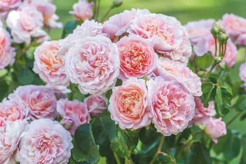 David Austin Roses wird auf der RHS Chelsea Flower Show zwei neue englische Rosensorten vorstellen