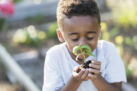 Kleiner Junge im Garten, frische Kräuter riechend