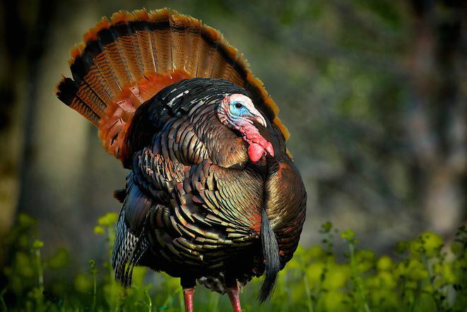 Wissenswertes zum Erntedankfest – Nationalvogel der Türkei von Benjamin Franklin