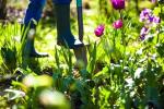 Monty Don: "Wir arbeiten im Garten, um unsere Seelen zu nähren", Chelsea Flower Show