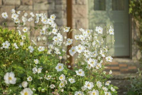 Japanische Anemonen, die in einem Häuschengarten wachsen