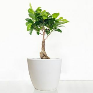 Ficus-Ginseng-Bonsai