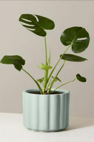 Monstera Deliciosa Geschenktopf