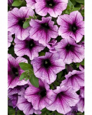 Supertunia Bordeaux (Petunie)