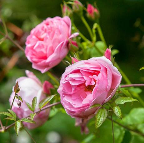 Rosen in Holehird Gardens in der Nähe von Windermere im Lake District