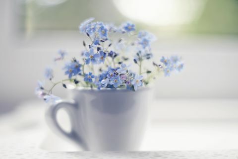 Blaues Vergissmeinnicht in einer weißen Tasse in einem Fenster auf einem Spitzen-Tablett.