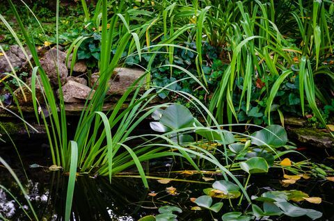 Nahaufnahme eines hinteren Gartenfischteichs mit den Wasserpflanzen und Felsen, die den Nachmittagshimmel reflektieren