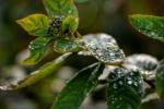 Frühlingsfrost: Met Office und RHS geben Gärtnern Ratschläge zum Pflanzenschutz