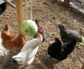 Wie man einen DIY-Hängekohl für Hühner macht