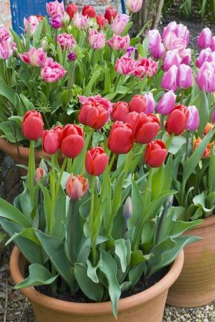 Tulpen in der Behälteranzeige