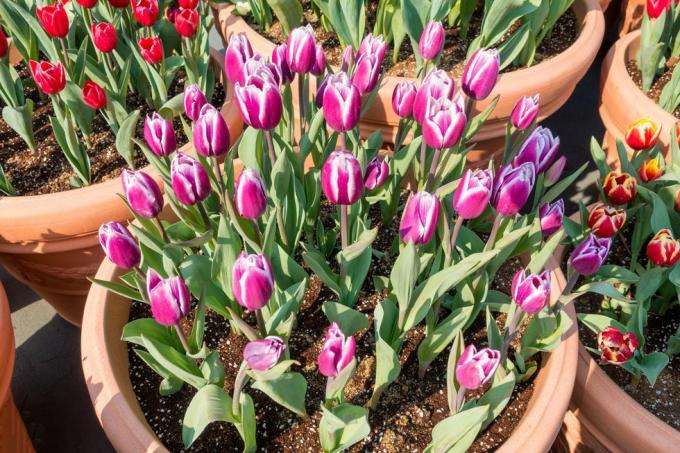 gruppe rosa tulpenblume in der vase