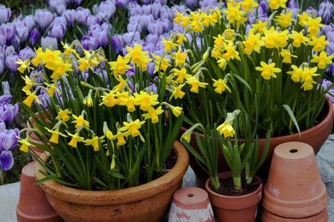 Mit Zwergnarzissen gefüllte Tongefäße (Narcissus 'tete-a-tete') mit Crocus 'pickwick', März