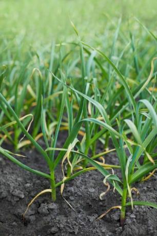 junger Knoblauch, im Freien wachsende Knoblauchsprossen junge Knoblauchpflanzen wachsen im Gemüsebeet