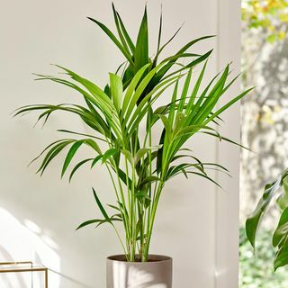 80cm Kentia-Palme - Howea Forsteriana