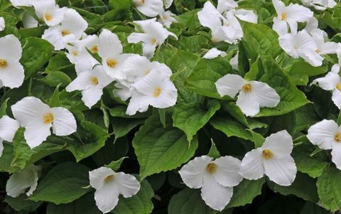 tropische-pflanzen-trillium-grandiflorum