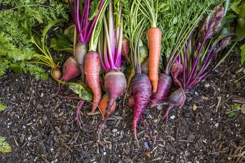 Frische Karotten im Garten